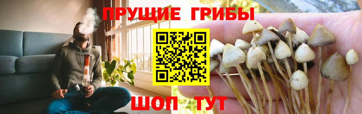 Зеленогорск  Псилоцибиновые грибы Magic Shrooms  Вход с VPN 